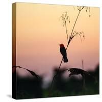 A Scarlet-Headed Blackbird, Amblyramphus Holosericeus, at Sunset-Alex Saberi-Stretched Canvas