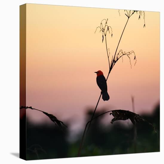 A Scarlet-Headed Blackbird, Amblyramphus Holosericeus, at Sunset-Alex Saberi-Stretched Canvas