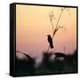 A Scarlet-Headed Blackbird, Amblyramphus Holosericeus, at Sunset-Alex Saberi-Framed Stretched Canvas