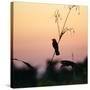 A Scarlet-Headed Blackbird, Amblyramphus Holosericeus, at Sunset-Alex Saberi-Stretched Canvas