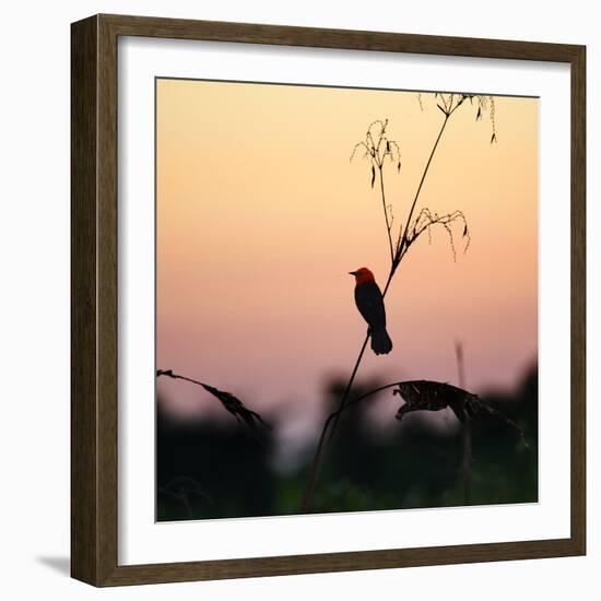 A Scarlet-Headed Blackbird, Amblyramphus Holosericeus, at Sunset-Alex Saberi-Framed Photographic Print