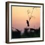 A Scarlet-Headed Blackbird, Amblyramphus Holosericeus, at Sunset-Alex Saberi-Framed Photographic Print