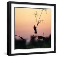 A Scarlet-Headed Blackbird, Amblyramphus Holosericeus, at Sunset-Alex Saberi-Framed Photographic Print