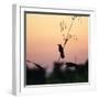 A Scarlet-Headed Blackbird, Amblyramphus Holosericeus, at Sunset-Alex Saberi-Framed Photographic Print