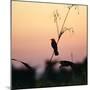 A Scarlet-Headed Blackbird, Amblyramphus Holosericeus, at Sunset-Alex Saberi-Mounted Photographic Print