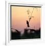 A Scarlet-Headed Blackbird, Amblyramphus Holosericeus, at Sunset-Alex Saberi-Framed Photographic Print