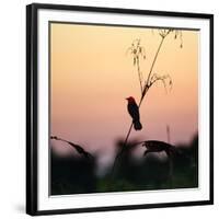 A Scarlet-Headed Blackbird, Amblyramphus Holosericeus, at Sunset-Alex Saberi-Framed Photographic Print