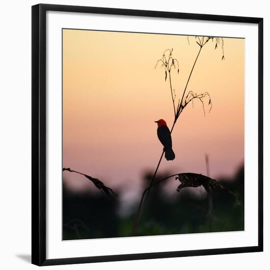 A Scarlet-Headed Blackbird, Amblyramphus Holosericeus, at Sunset-Alex Saberi-Framed Photographic Print