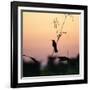 A Scarlet-Headed Blackbird, Amblyramphus Holosericeus, at Sunset-Alex Saberi-Framed Photographic Print