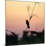 A Scarlet-Headed Blackbird, Amblyramphus Holosericeus, at Sunset-Alex Saberi-Mounted Photographic Print