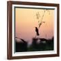 A Scarlet-Headed Blackbird, Amblyramphus Holosericeus, at Sunset-Alex Saberi-Framed Photographic Print