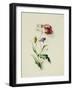 A Scarlet Poppy and a Cornflower-Thomas Holland-Framed Giclee Print