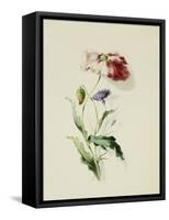 A Scarlet Poppy and a Cornflower-Thomas Holland-Framed Stretched Canvas