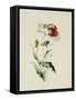 A Scarlet Poppy and a Cornflower-Thomas Holland-Framed Stretched Canvas