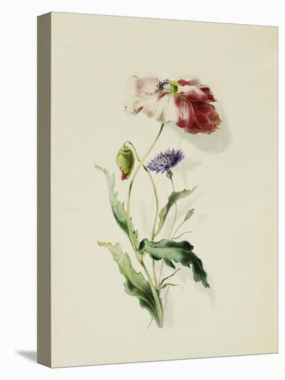 A Scarlet Poppy and a Cornflower-Thomas Holland-Stretched Canvas