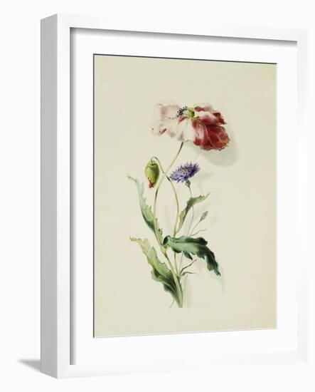 A Scarlet Poppy and a Cornflower-Thomas Holland-Framed Giclee Print