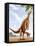 A Scelidosaurus Standing on its Hind Legs Eating Conifer Leaves-null-Framed Stretched Canvas