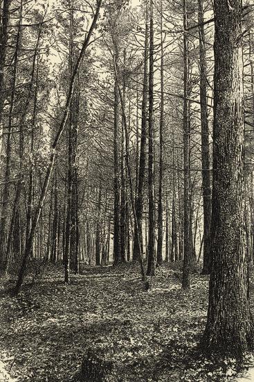 Premium Photographic Print, , large