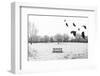 A Scenic Cold Winter Landscape with Snow and Trees and a Flock of Birds Flying By-graphicphoto-Framed Photographic Print