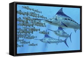 A School of Amemasu Fish Try to Evade Three Large Marlin Predators-Stocktrek Images-Framed Stretched Canvas