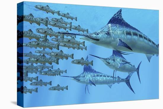 A School of Amemasu Fish Try to Evade Three Large Marlin Predators-Stocktrek Images-Stretched Canvas