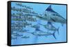 A School of Amemasu Fish Try to Evade Three Large Marlin Predators-Stocktrek Images-Framed Stretched Canvas