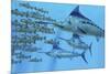 A School of Amemasu Fish Try to Evade Three Large Marlin Predators-Stocktrek Images-Mounted Art Print