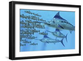 A School of Amemasu Fish Try to Evade Three Large Marlin Predators-Stocktrek Images-Framed Art Print