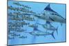A School of Amemasu Fish Try to Evade Three Large Marlin Predators-Stocktrek Images-Mounted Art Print