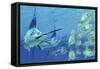 A School of Ayu Fish Try to Escape from Three Carnivorous Blue Marlins-Stocktrek Images-Framed Stretched Canvas