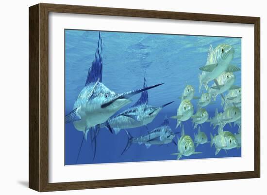 A School of Ayu Fish Try to Escape from Three Carnivorous Blue Marlins-Stocktrek Images-Framed Art Print