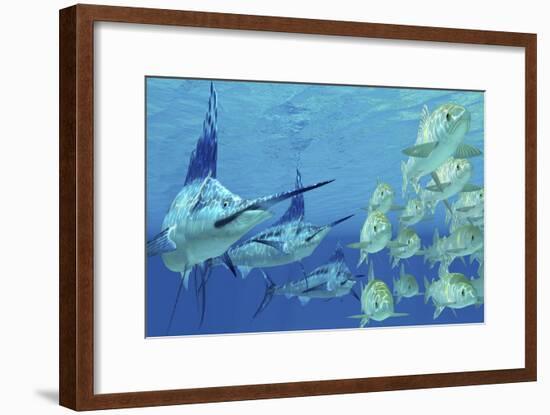 A School of Ayu Fish Try to Escape from Three Carnivorous Blue Marlins-Stocktrek Images-Framed Art Print