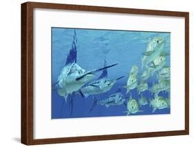 A School of Ayu Fish Try to Escape from Three Carnivorous Blue Marlins-Stocktrek Images-Framed Art Print