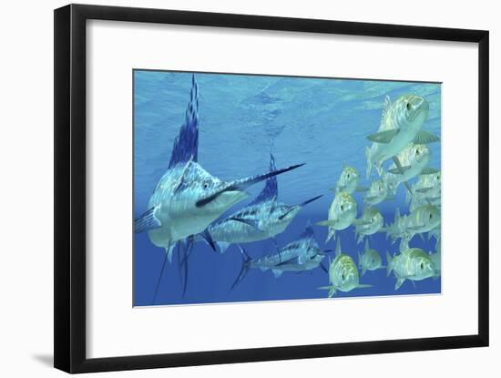 A School of Ayu Fish Try to Escape from Three Carnivorous Blue Marlins-Stocktrek Images-Framed Art Print