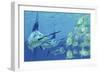 A School of Ayu Fish Try to Escape from Three Carnivorous Blue Marlins-Stocktrek Images-Framed Art Print