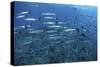 A School of Barracuda Above a Coral Reef in the Solomon Islands-Stocktrek Images-Stretched Canvas