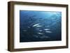 A School of Barracuda Above a Coral Reef in the Solomon Islands-Stocktrek Images-Framed Photographic Print