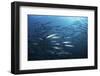 A School of Barracuda Above a Coral Reef in the Solomon Islands-Stocktrek Images-Framed Photographic Print