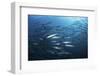 A School of Barracuda Above a Coral Reef in the Solomon Islands-Stocktrek Images-Framed Photographic Print