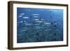 A School of Barracuda Above a Coral Reef in the Solomon Islands-Stocktrek Images-Framed Photographic Print