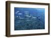 A School of Barracuda Above a Coral Reef in the Solomon Islands-Stocktrek Images-Framed Photographic Print