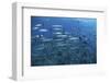 A School of Barracuda Above a Coral Reef in the Solomon Islands-Stocktrek Images-Framed Photographic Print