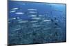 A School of Barracuda Above a Coral Reef in the Solomon Islands-Stocktrek Images-Mounted Photographic Print