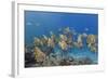 A School of Batfish (Platax Orbicularis) on Sebayur Island, Komodo Island National Park, Indonesia-Michael Nolan-Framed Photographic Print