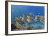 A School of Batfish (Platax Orbicularis) on Sebayur Island, Komodo Island National Park, Indonesia-Michael Nolan-Framed Photographic Print