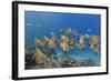 A School of Batfish (Platax Orbicularis) on Sebayur Island, Komodo Island National Park, Indonesia-Michael Nolan-Framed Photographic Print