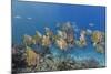 A School of Batfish (Platax Orbicularis) on Sebayur Island, Komodo Island National Park, Indonesia-Michael Nolan-Mounted Photographic Print