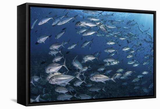 A School of Big-Eye Jacks Above a Coral Reef-Stocktrek Images-Framed Stretched Canvas