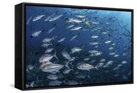 A School of Big-Eye Jacks Above a Coral Reef-Stocktrek Images-Framed Stretched Canvas