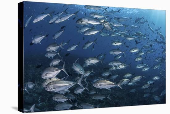 A School of Big-Eye Jacks Above a Coral Reef-Stocktrek Images-Stretched Canvas